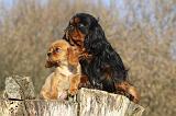 CAVALIER KING CHARLES 396